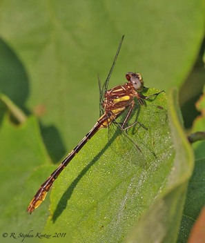 Phanogomphus exilis, male